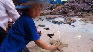 水族館の最高峰