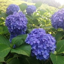 あじさいの季節に