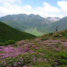 平治岳頂上のミヤマキリシマと眼下に坊がつる