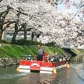 桜の時期は風流な遊覧船
