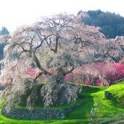 見事な一本桜