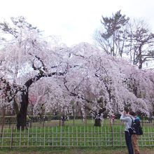 近衛邸跡の枝垂れ桜