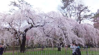 枝垂れ桜が有名