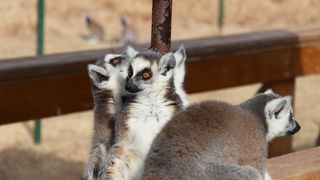 ワオランドが最高！