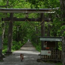 戸隠神社参道とかぶります。