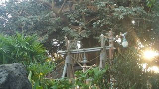 通りかかったらクローズしてた(スイスファミリーツリーハウス)