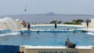 沖縄ならではのイルカショー