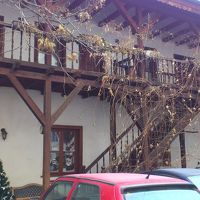 猫がたくさんいました。