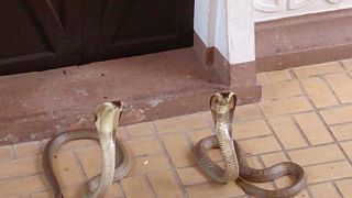 蛇のショーが楽しい