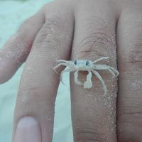 海で見つけたカニさんです（笑）