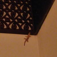 お部屋にいるとかげさんです。