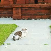 ホテルにいるネコさんです