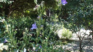 順心寺でございます