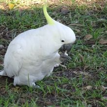 野生の白オウム（キバタン）です