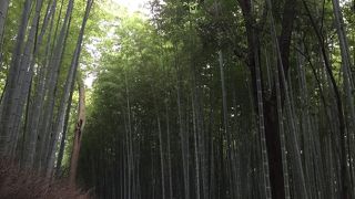 青々と茂る竹林の小径