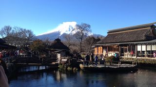 『金のなる木』があります