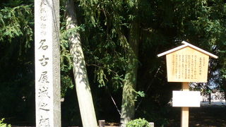 樹齢６００年、天然記念物指定です！