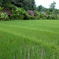 ホテル内にある田んぼ