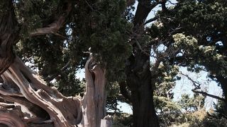 木の肌が見応え