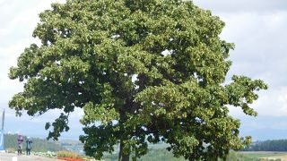 セブンスターの木