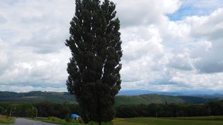 立派なポプラの木