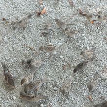 スズメも寄ってきます。