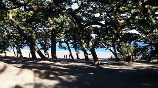 松と海のコントラストが予想以上によかった！