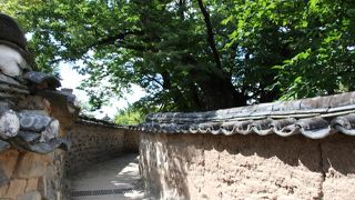 三神堂の御神木は朝鮮王朝時代と共に歩み、6００年の時を超えて今なお河回村と民の願を成就する