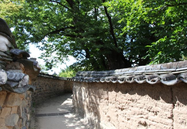 三神堂の御神木は朝鮮王朝時代と共に歩み、6００年の時を超えて今なお河回村と民の願を成就する