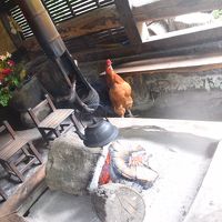 放し飼いの鶏さん