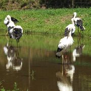 出石とコウノトリの郷　(23)　兵庫県立コウノトリの郷公園（ひょうごけんりつこうのとりのさとこうえん）を散策