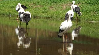出石とコウノトリの郷　(23)　兵庫県立コウノトリの郷公園（ひょうごけんりつこうのとりのさとこうえん）を散策