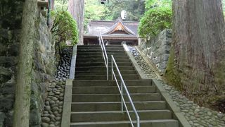 子宝の杉が面白いです。