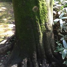 シラカシです。苔がこんなにも。