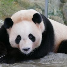 パンダラブの海浜