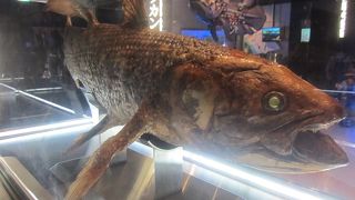 世界で唯一の冷凍シーラカンス