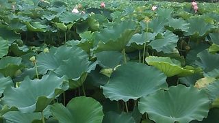蓮の観賞スポット？
