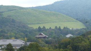 木々の間に芝生の緑が