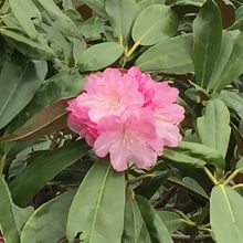 これが一番いい花でしたよ