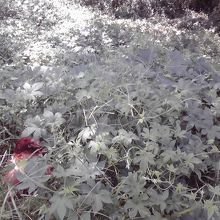 足元にニワトリの巣