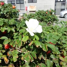 まだ、はまなすの白い花が一輪ありました。