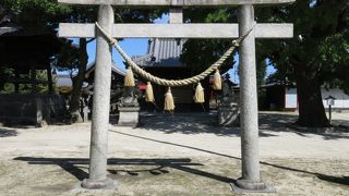 大きな銀杏の木