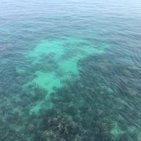 桟橋から魚が見えました