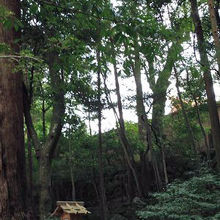 右上になんとか見えるのが、正宮の本殿です。