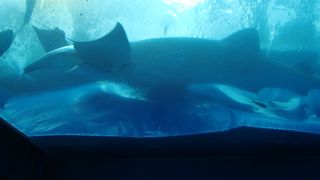 メイン水槽は圧巻的