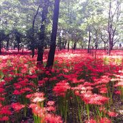 巾着田曼珠沙華公園