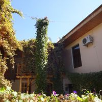 お花が満開の時期はきれいでしょう