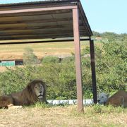 動物好きにはいいけれど、、、お高いかなぁ；