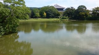 緑に囲まれた静かな池です。