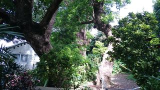 パワーを貰う代わりに血を吸われる…